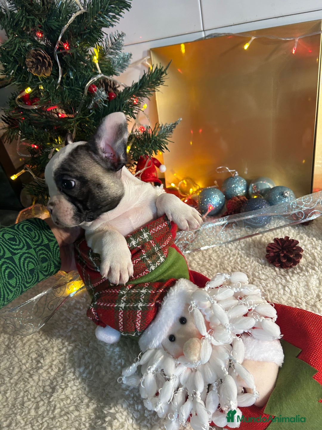 Bulldog Francés perros en venta: Bulldog francés  - Anuncio 8