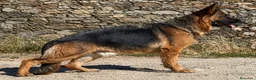 Pastor Alemán perros en venta: Cachorros De Pastor Alemán  - Anuncio 2