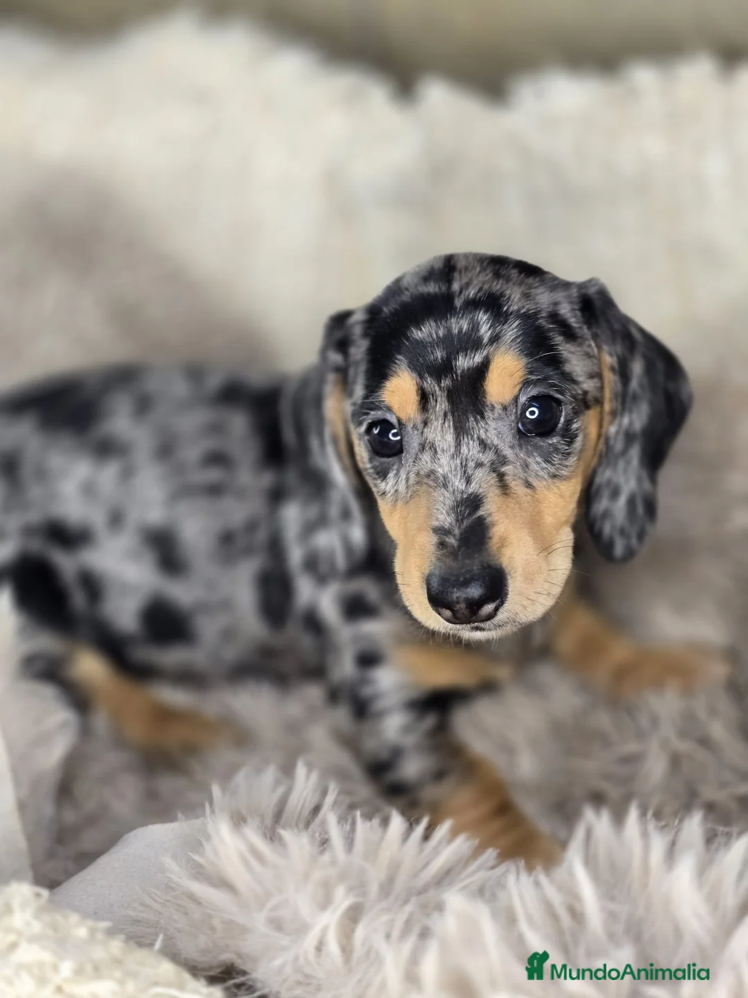 Teckel perros en venta: Comprar y vender teckel kanichen y miniatura  - Anuncio 1