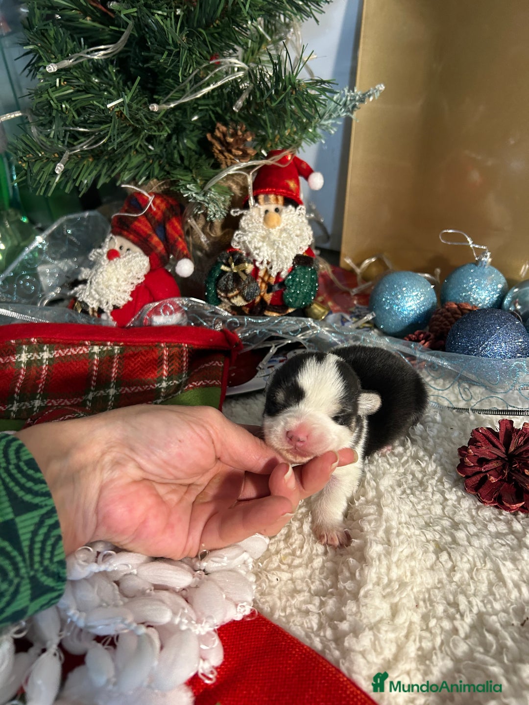 Welsh Corgi Cardigan perros en venta: Corgi - Anuncio 3