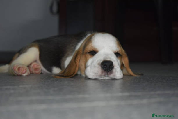 Beagle perros BEAGLE BARCELONA  en Ciudad Real - Anuncio 6