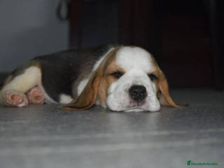 Beagle perros BEAGLE BARCELONA en Ciudad Real - Anuncio 2