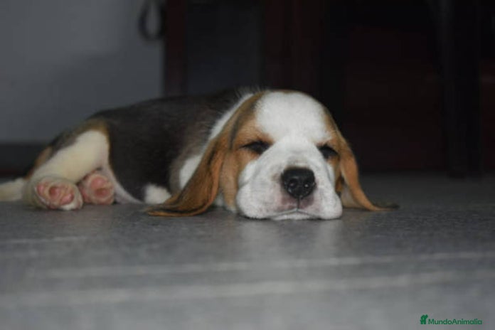 Beagle perros en Ciudad Real - Anuncio 11