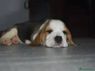 Beagle perros BEAGLE BARCELONA en Ciudad Real - Anuncio 31