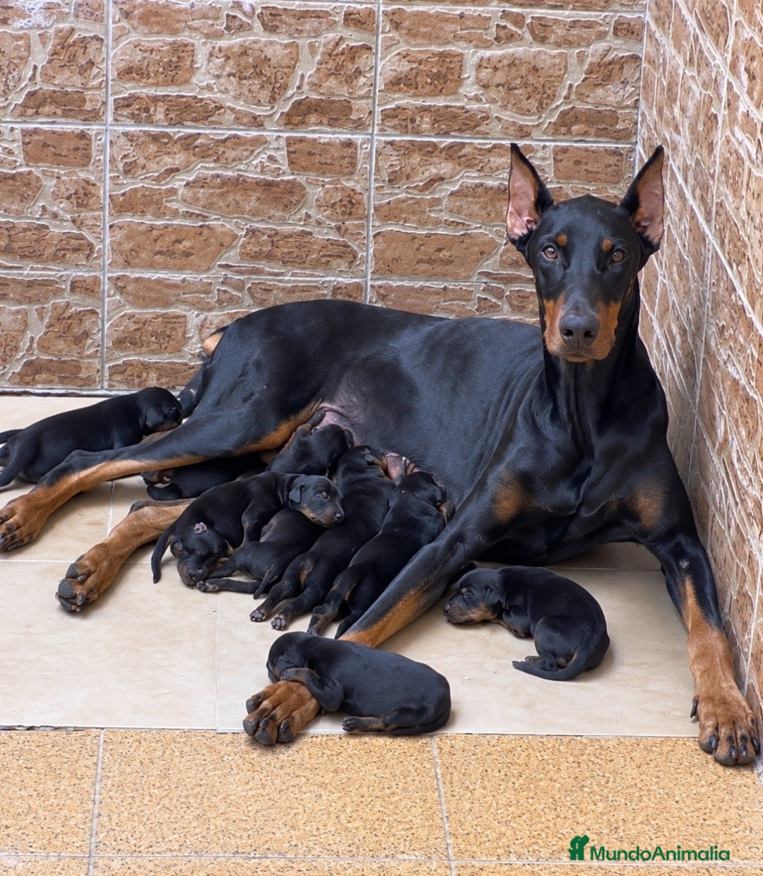 Dobermann perros en venta: Dóberman  - Anuncio 2