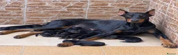 Dobermann perros en venta: Dóberman  en Sevilla - Anuncio 2