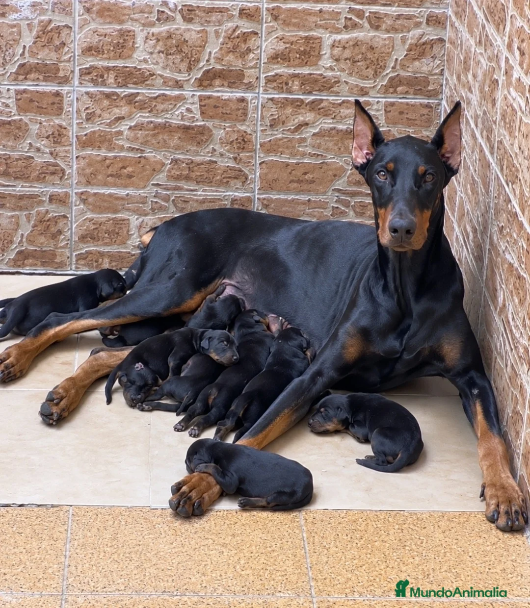 Dobermann perros en venta: Dóberman  en Sevilla - Anuncio 2