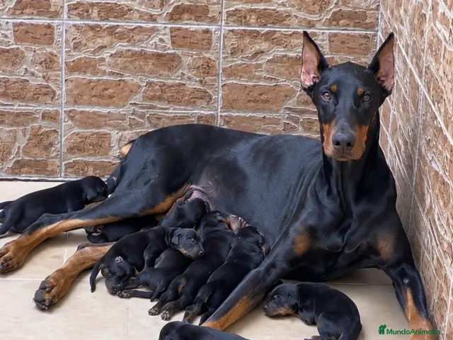 Dobermann perros en venta: Dóberman - Anuncio 2