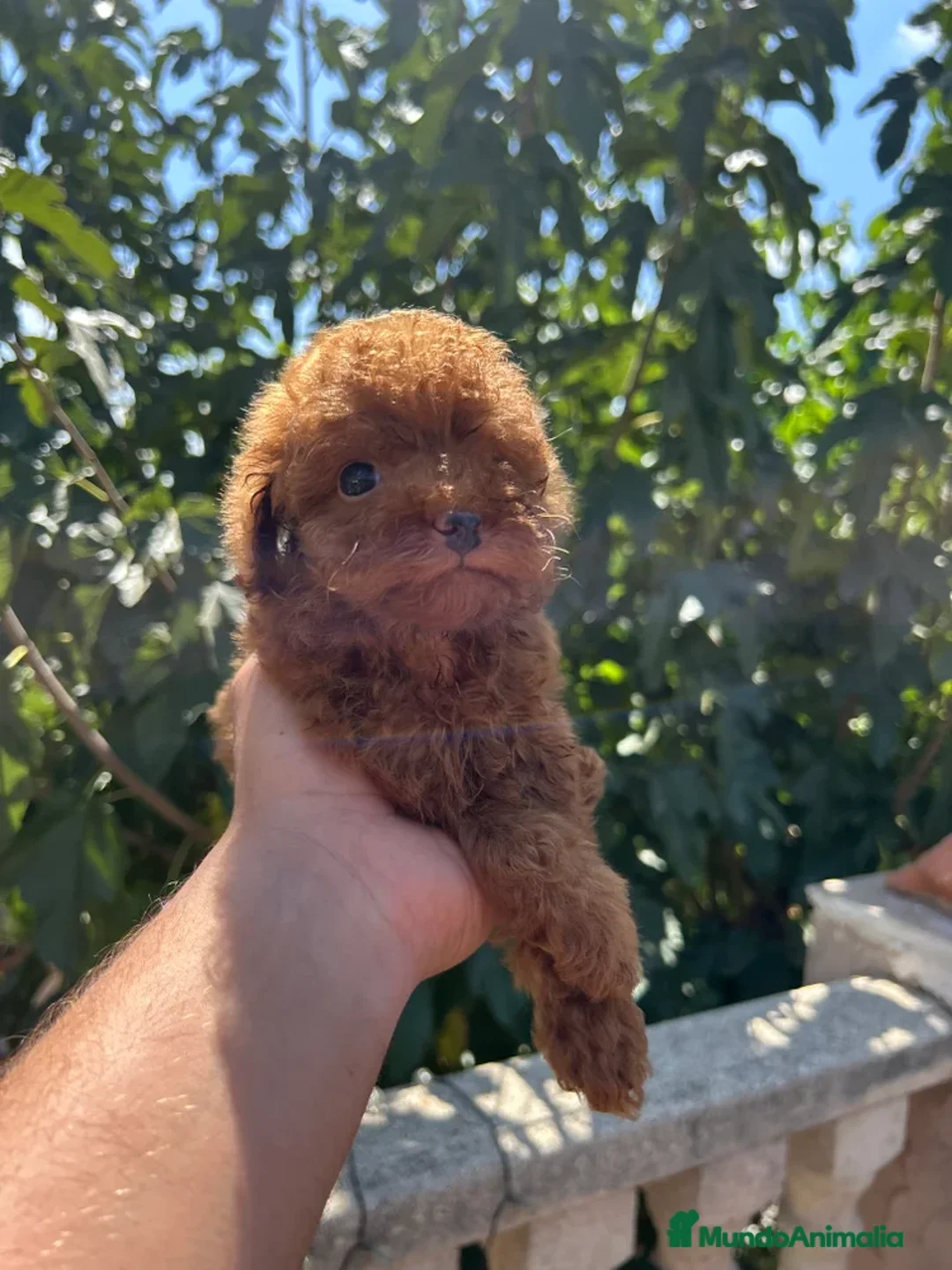 Caniche Toy perros en venta: CANICHE ROJO TOY - Anuncio 2