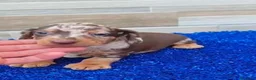Teckel Miniatura perros en venta: Teckel miniaturas  - Anuncio 3
