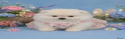 Pomerania perros en venta: EJEMPLARES DE POMERANIA LINIA RUSA TOYS - Anuncio 3