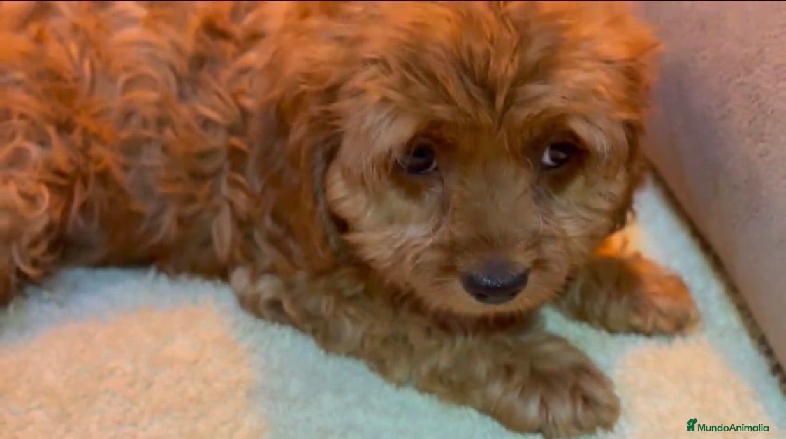 Cavapoo perros Cavapoo macho - Anuncio 4