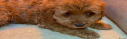 Cavapoo perros en venta: Cavapoo macho - Anuncio 1