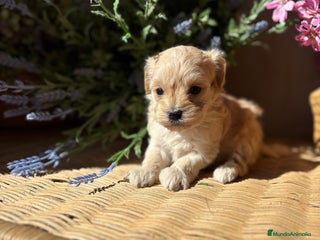 Maltipoo perros - Anuncio 18