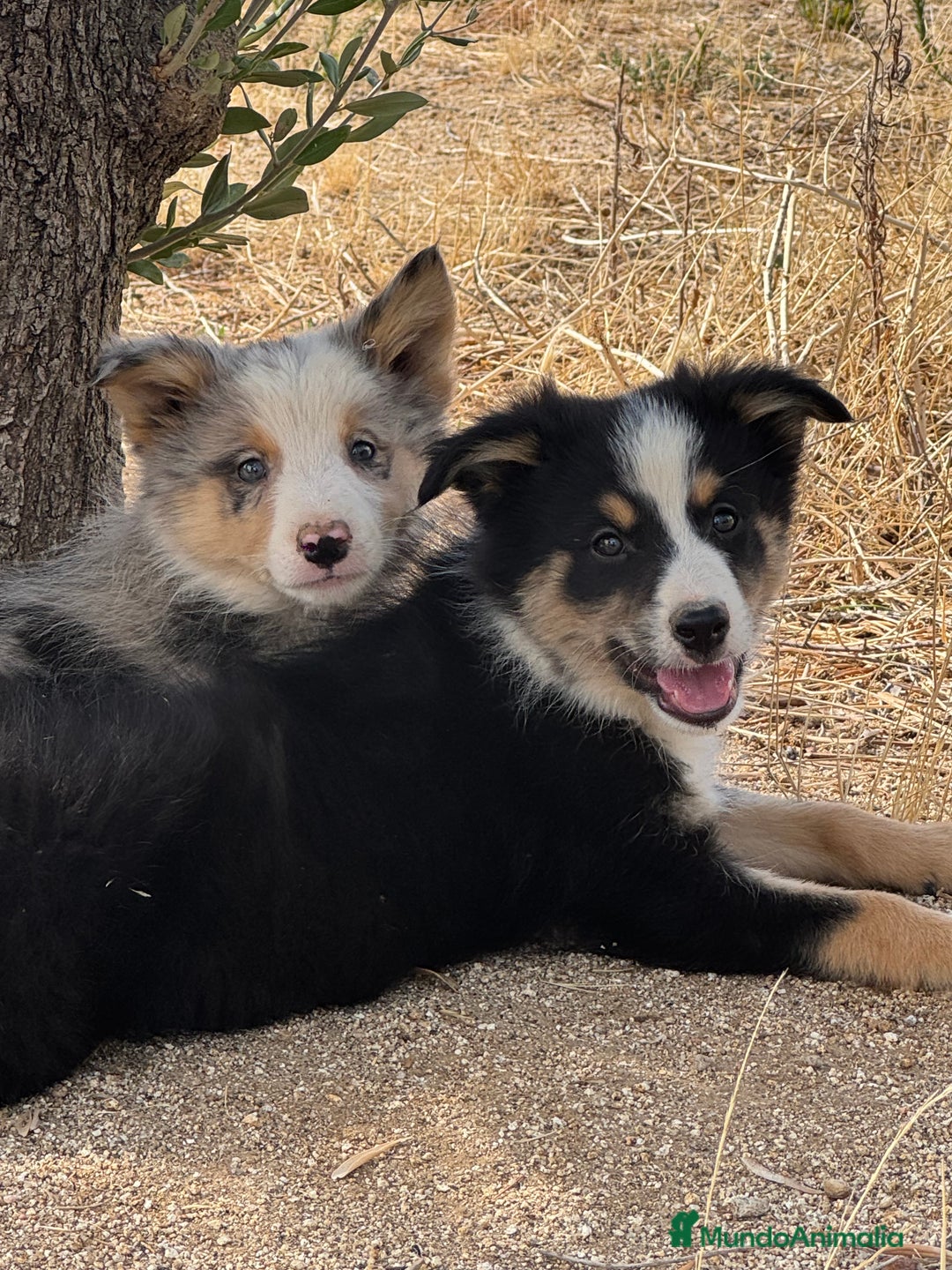 Border Collie perros en venta: BORDER COLLIE  - Anuncio 2