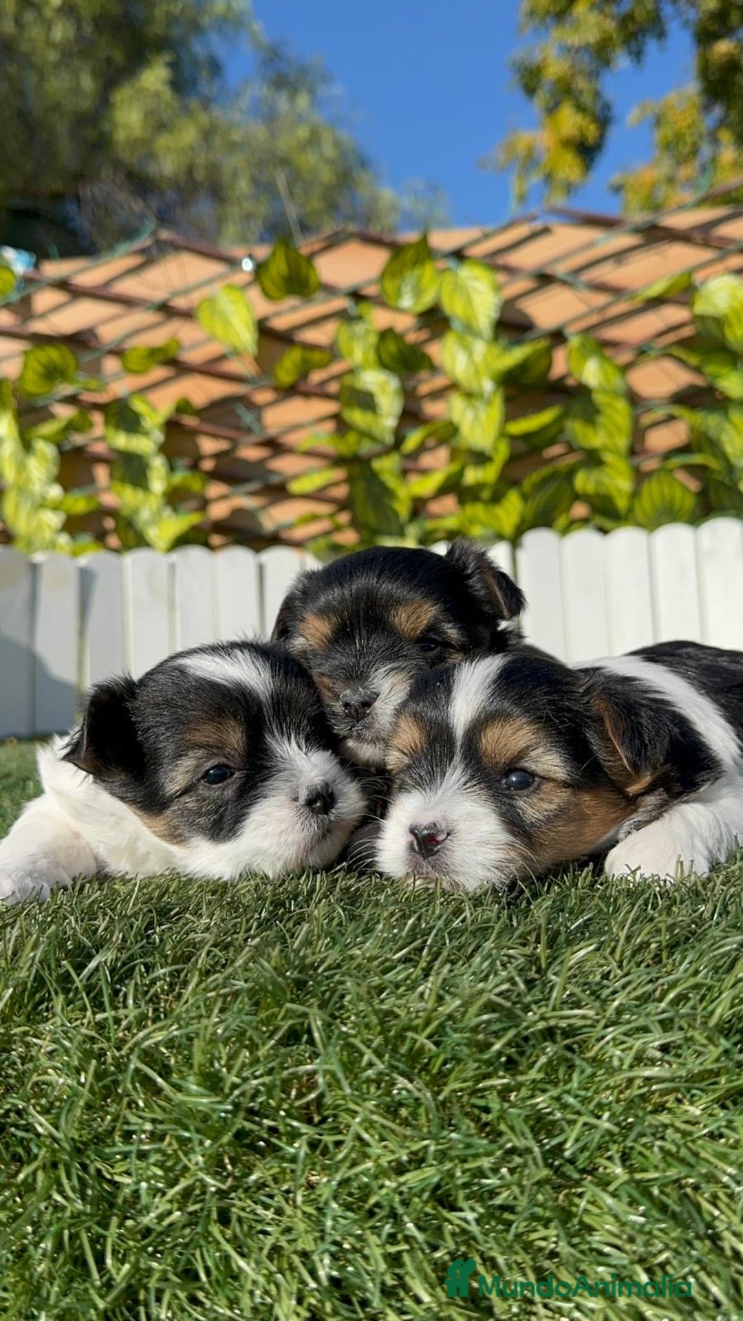 Yorkshire Terrier perros en venta: YORKSHIRE BIEWER - Anuncio 13