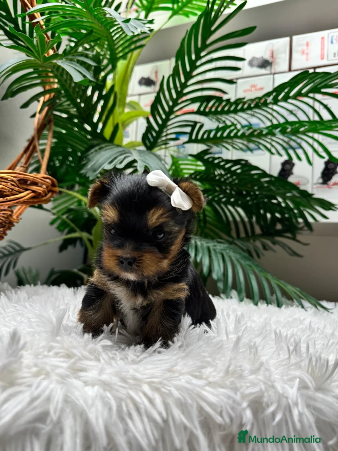Yorkshire Terrier perros en venta: YORKSHIRE TERRIER MACHO - Anuncio 1