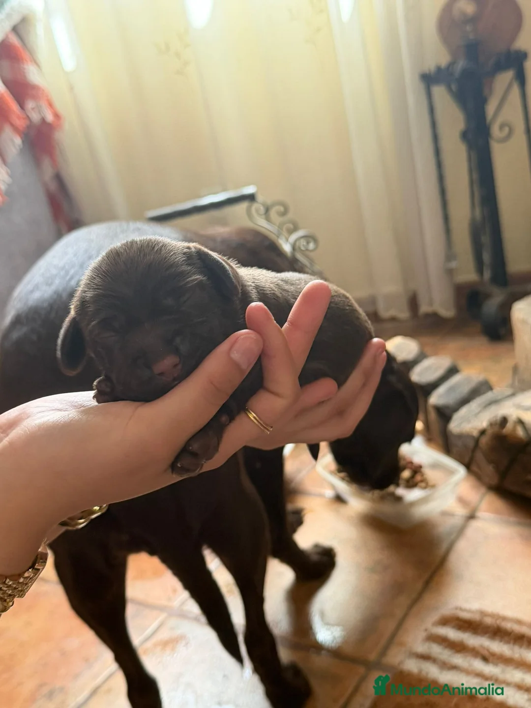 Labrador Retriever perros en venta: Labrador Retriever  - Anuncio 1
