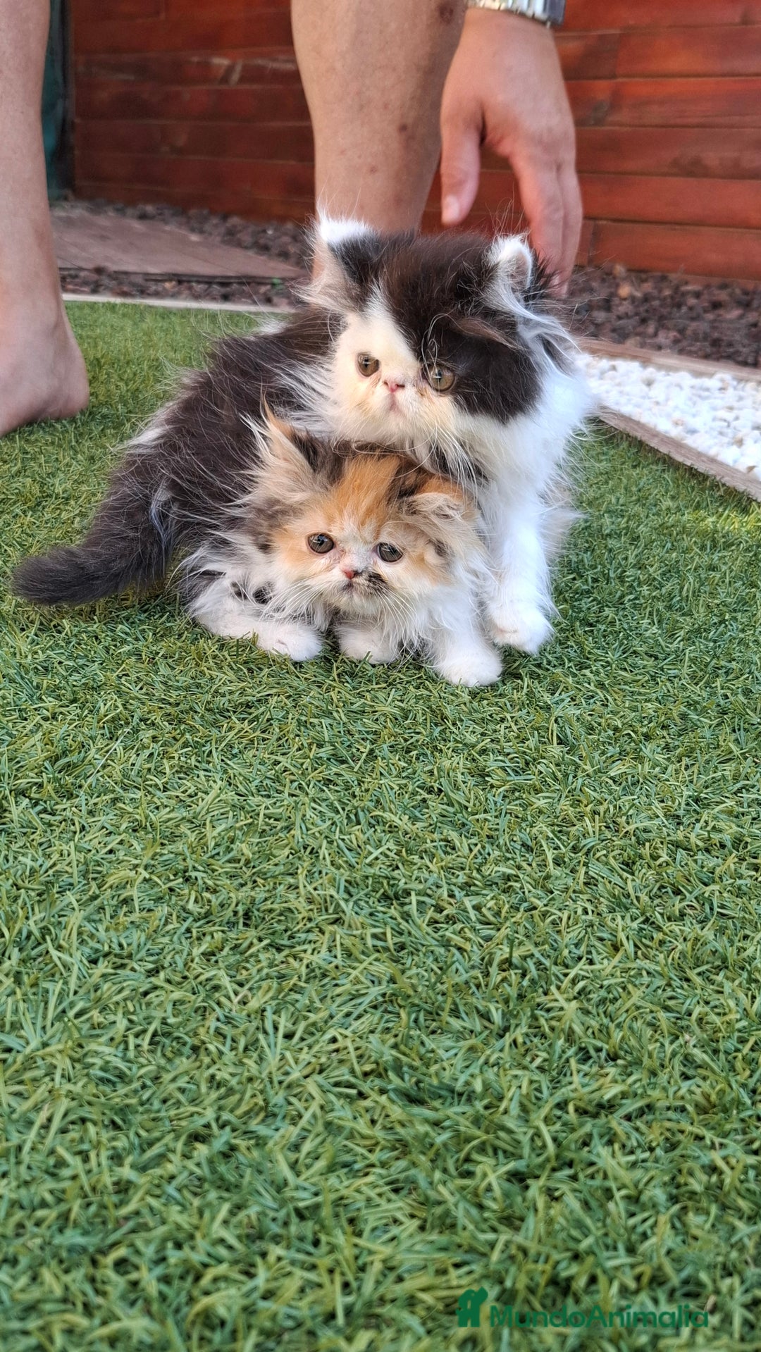 Persa gatos en venta: Gatos persas - Imagen 3