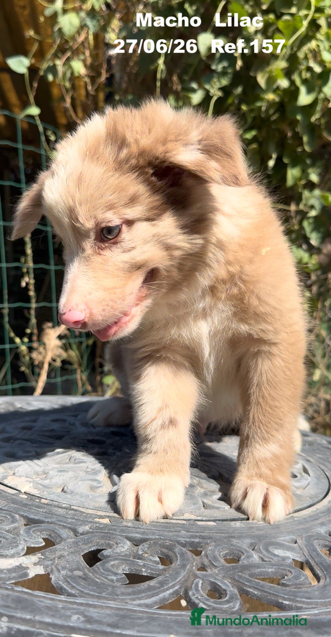 Border Collie perros BORDER COLLIE DE VILLA BIZNAGA - Anuncio 1