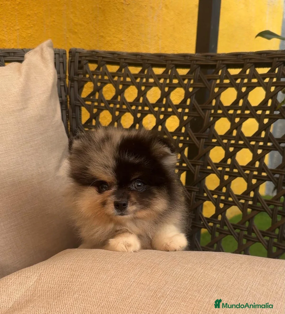 Pomerania perros en venta: Camada disponible de Pomeranias  - Anuncio 2