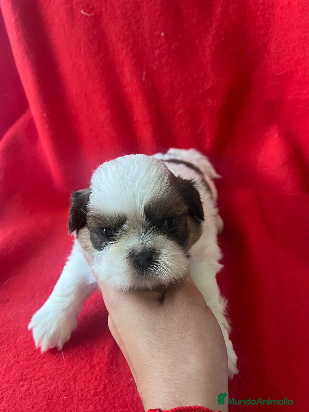 Shih Tzu perros en venta: PRECIOSA PAREJA DE SHIH TZU - Anuncio 6