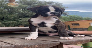 Boxer perros - Propaganda 5