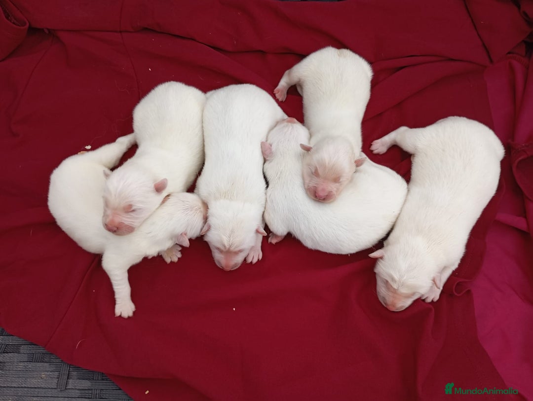 Samoyedo perros en venta: Samoyedos bebes para reservar muy guapos - Anuncio 2