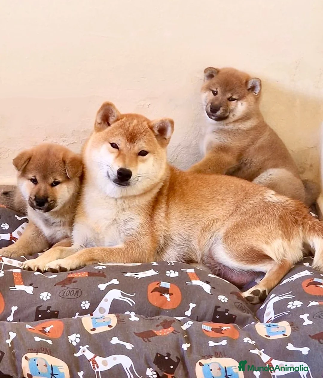 Imagen de galería {{count}}