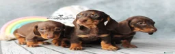Teckel perros en venta: ✨🤎 PRECIOSOS TECKEL CHOCOLATE OJOS VERDES 🤎✨ en Cantabria - Anuncio 3