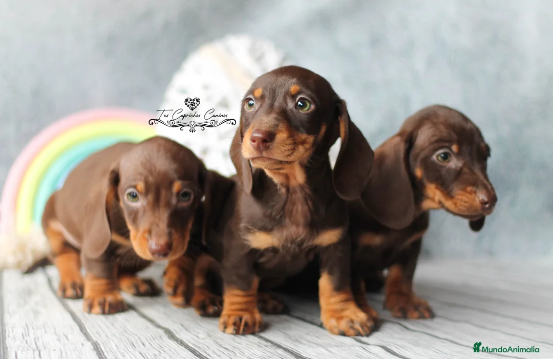Teckel perros en venta: ✨🤎 PRECIOSOS TECKEL CHOCOLATE OJOS VERDES 🤎✨ en Cantabria - Anuncio 3