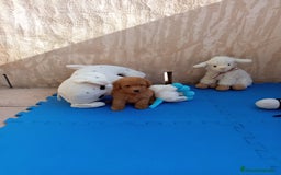 Caniche Toy perros en venta: Caniches minitoy - Imagen 2