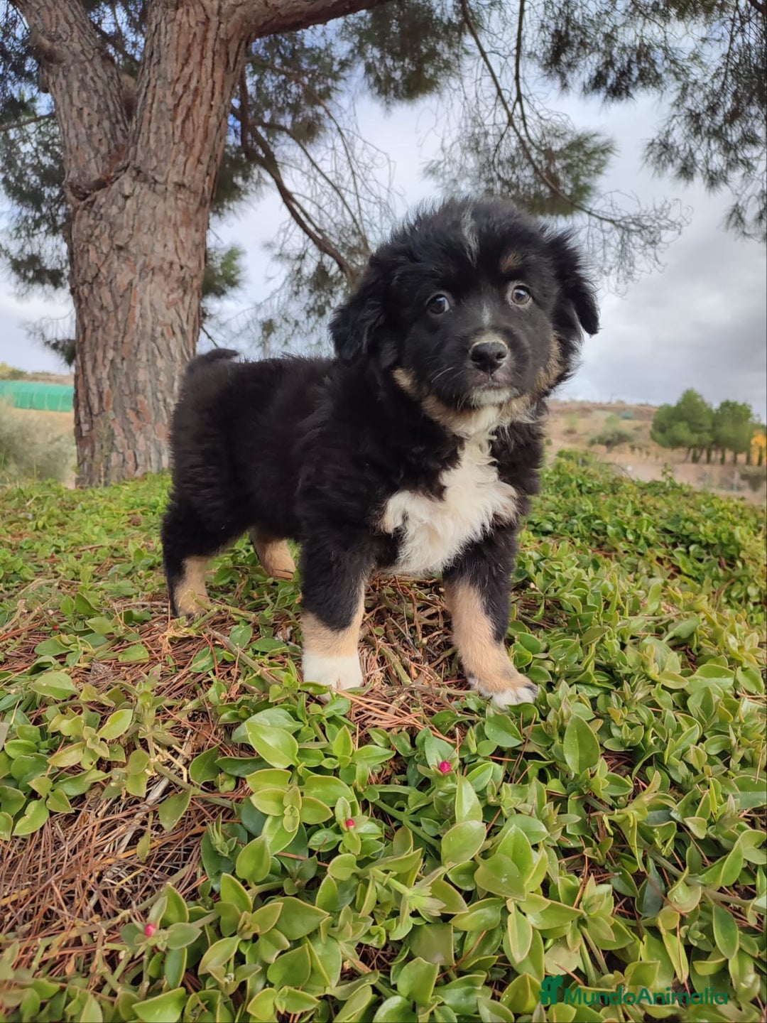 Pastor Miniatura Americano perros en venta: Cachorro Pastor Americano - Anuncio 5