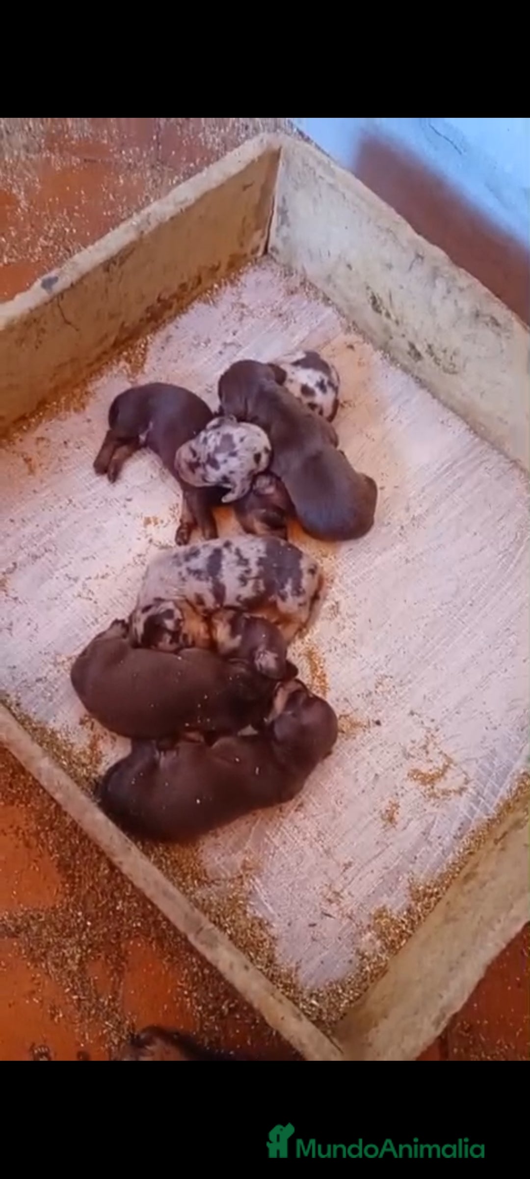 Teckel Miniatura perros en venta: Teckel kanichen  - Imagen 2