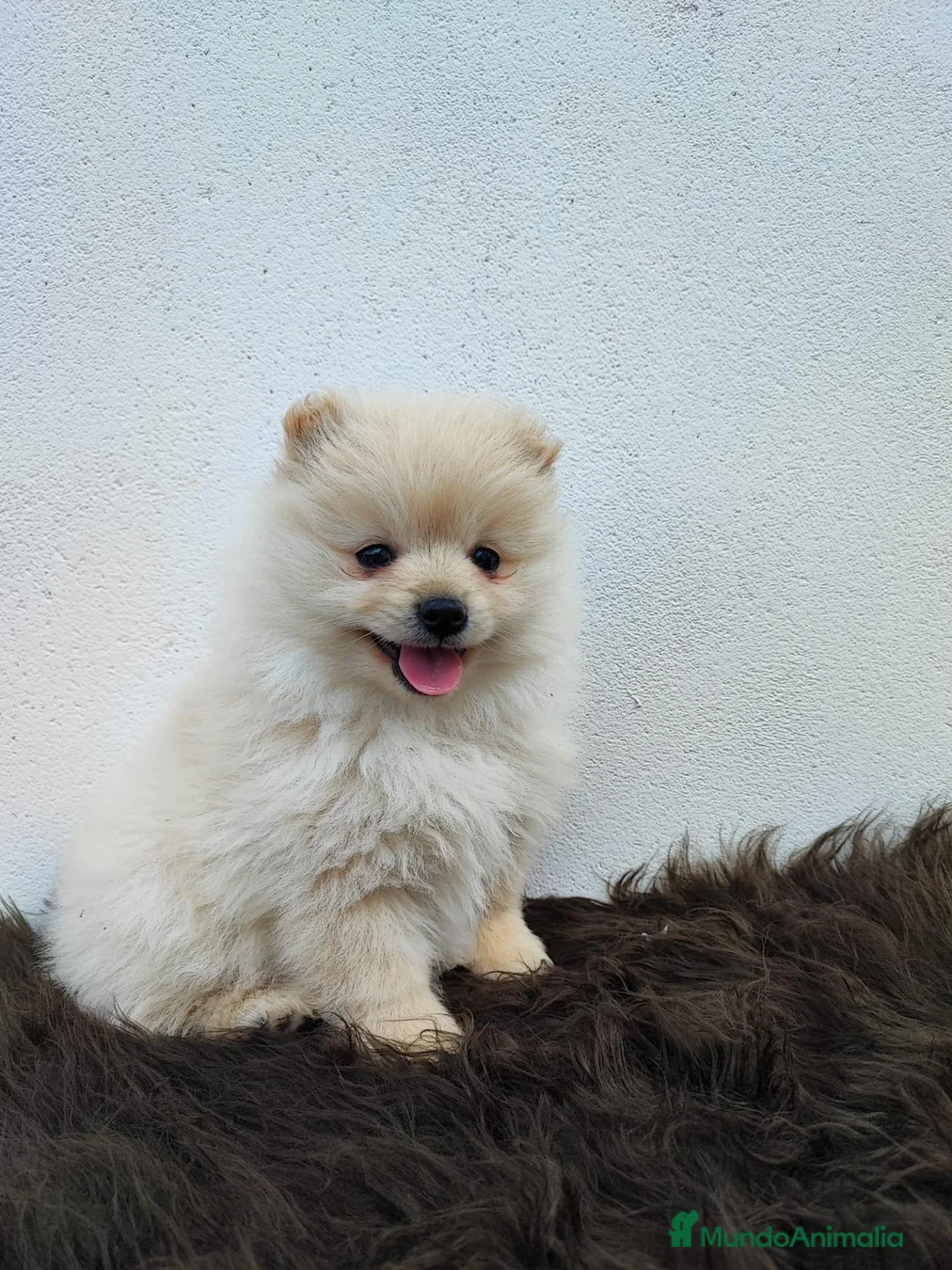 Raza Mixta perros en venta: Spitz aleman - Anuncio 2