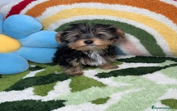 Yorkshire Terrier perros en venta: Yorkshire Terrier Macho - Imagen 4