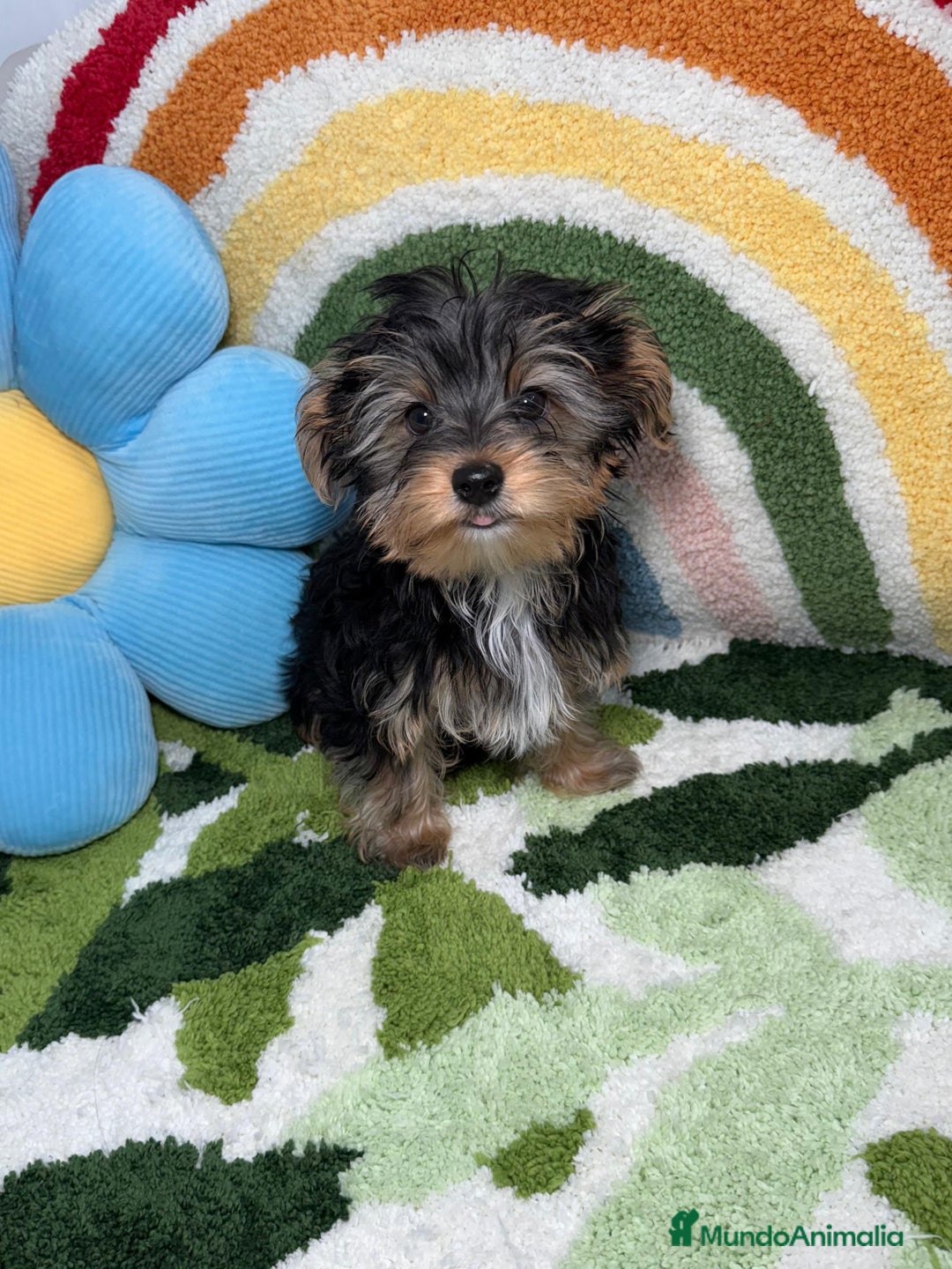 Yorkshire Terrier perros en venta: Yorkshire Terrier Macho - Imagen 4