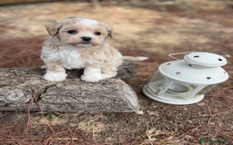 Maltipoo perros en venta: Maltipoo - Imagen 5