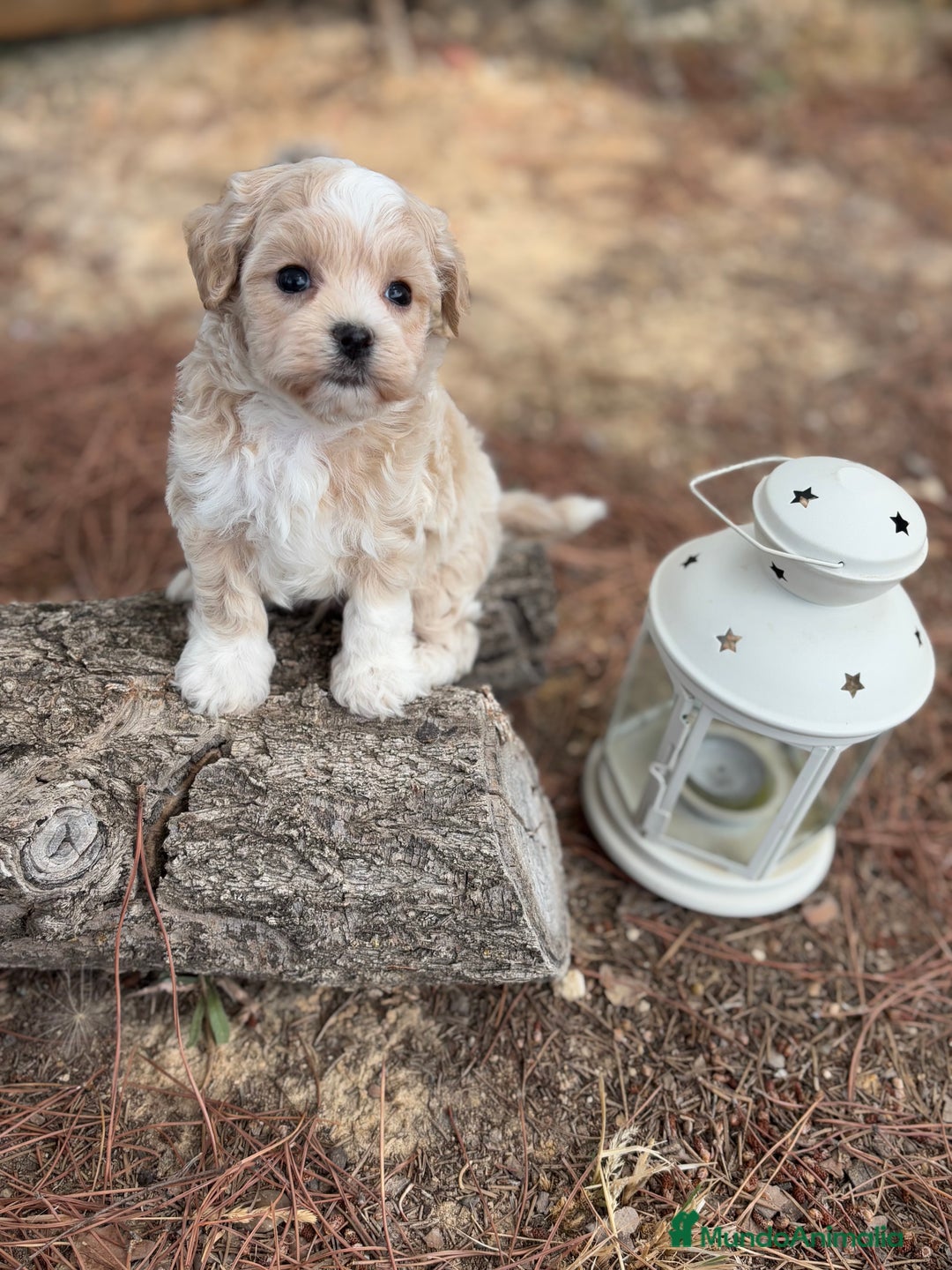 Maltipoo perros en venta: Maltipoo - Imagen 5
