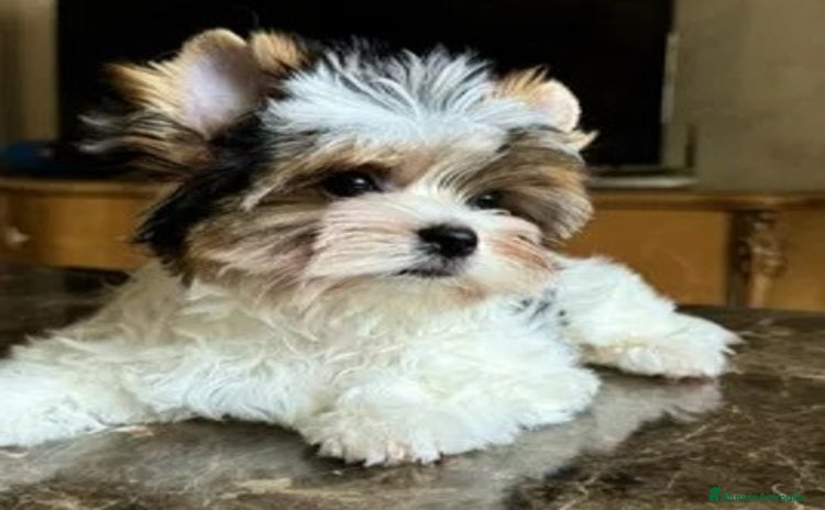 Biewer Yorkshire Terrier a la Pom Pon perros - Propaganda 1