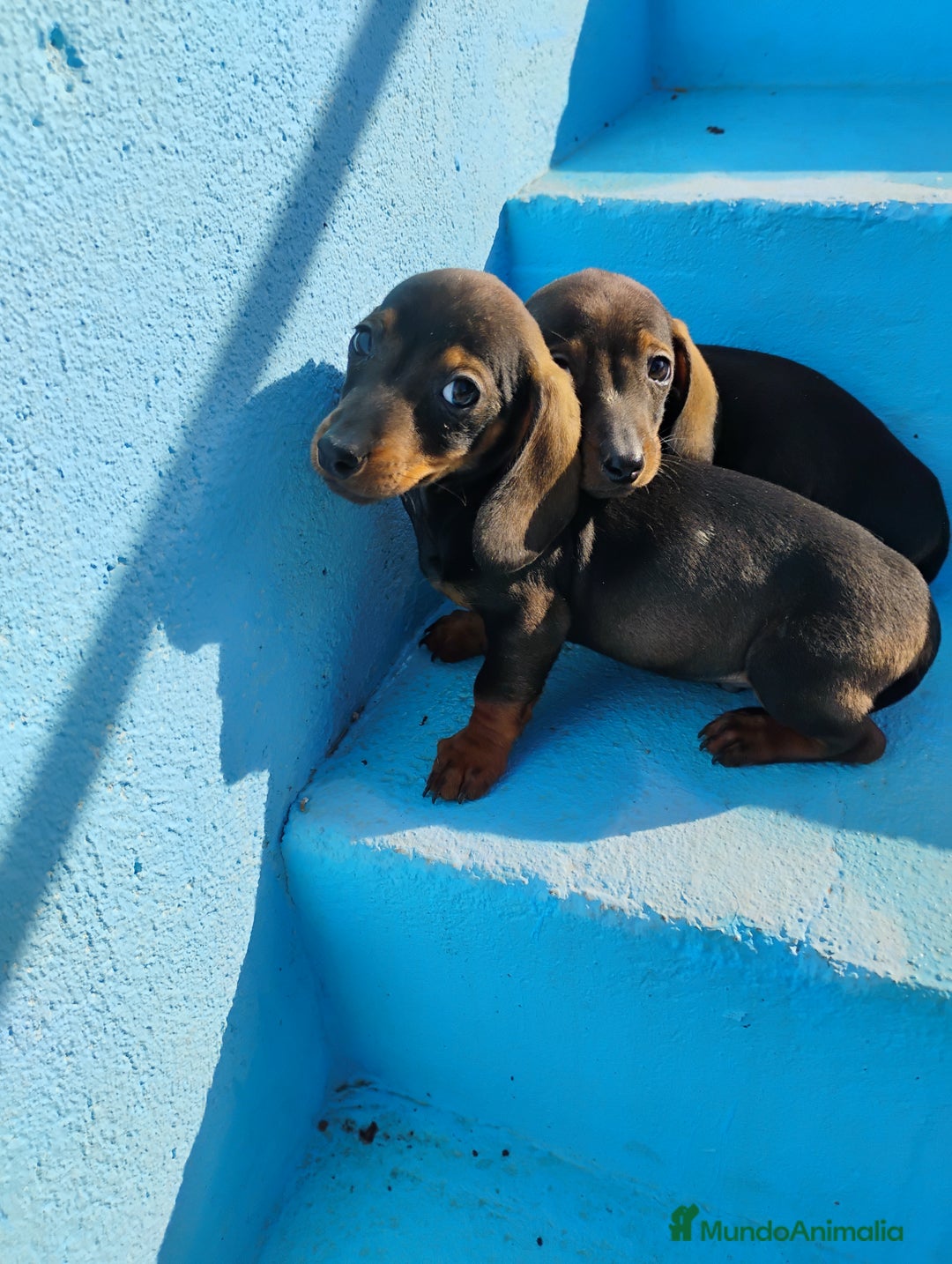 Teckel Miniatura perros en venta: Machos teckel miniatura pelo corto  - Anuncio 5
