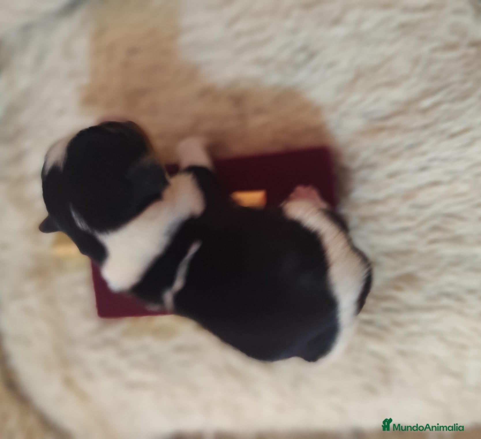 Biewer Yorkshire Terrier a la Pom Pon perros Yorkshire biewer  - Anuncio 3