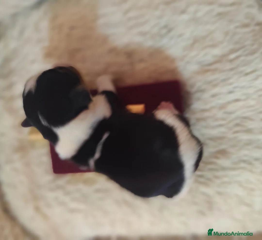 Biewer Yorkshire Terrier a la Pom Pon perros en venta: Yorkshire biewer  - Anuncio 1