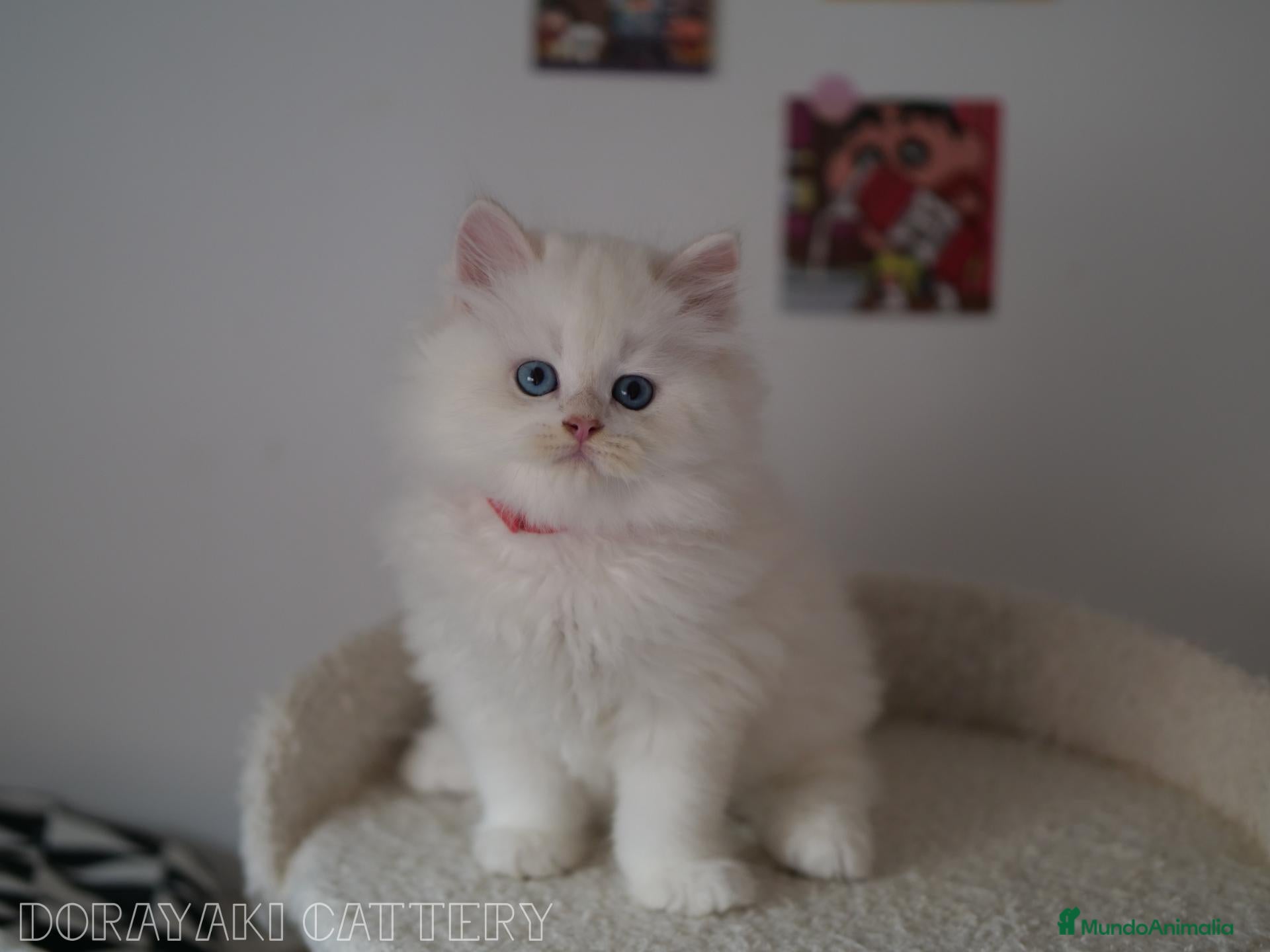 Británico de Pelo Largo gatos en venta: British Blue golden y Blue golden point - Anuncio 28