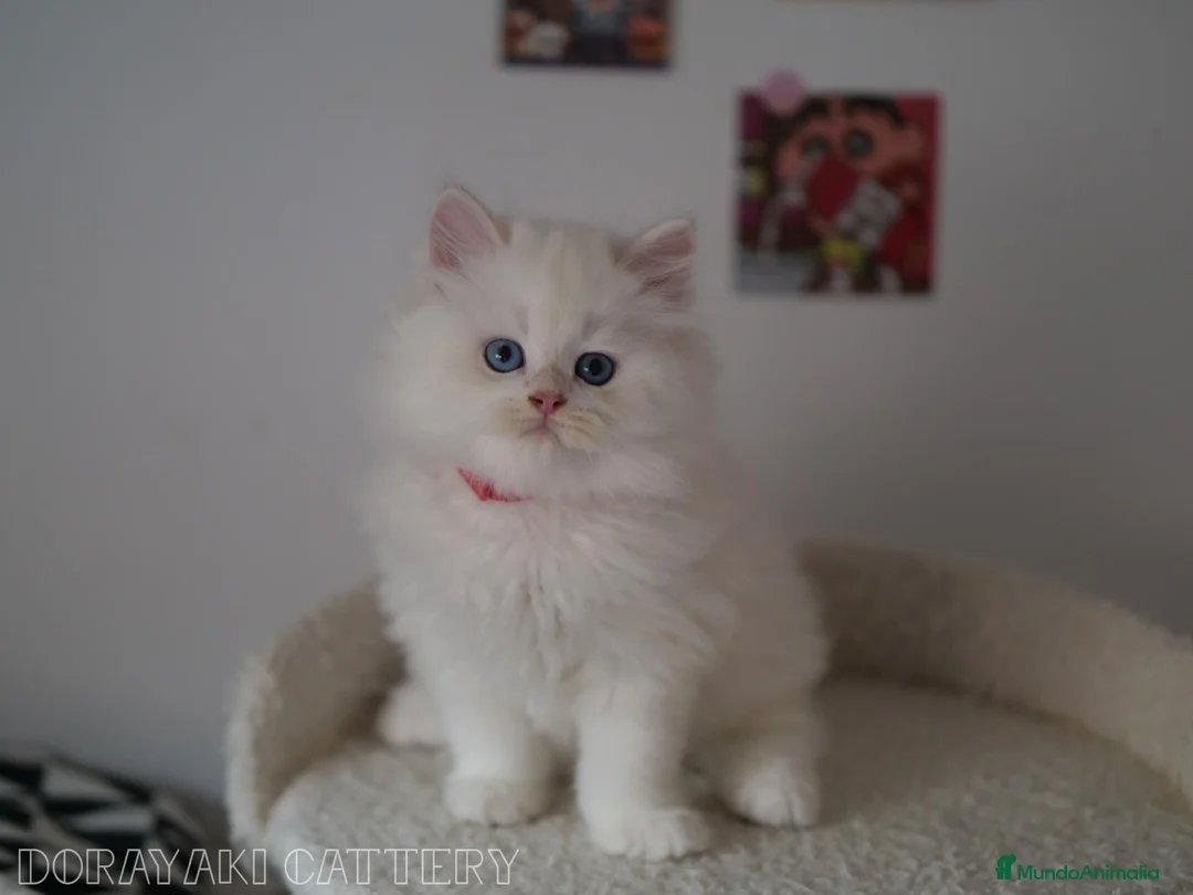 Británico de Pelo Largo gatos en venta: British Blue golden y Blue golden point - Anuncio 2