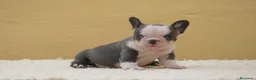 Bulldog Francés perros en venta: Cachorros de Bulldog Frances  - Anuncio 7