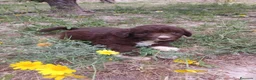 Perro de Agua Español perros en venta: 🐾 CACHORROS DE PERRO DE AGUA ESPAÑOL 🐾 - Anuncio 15