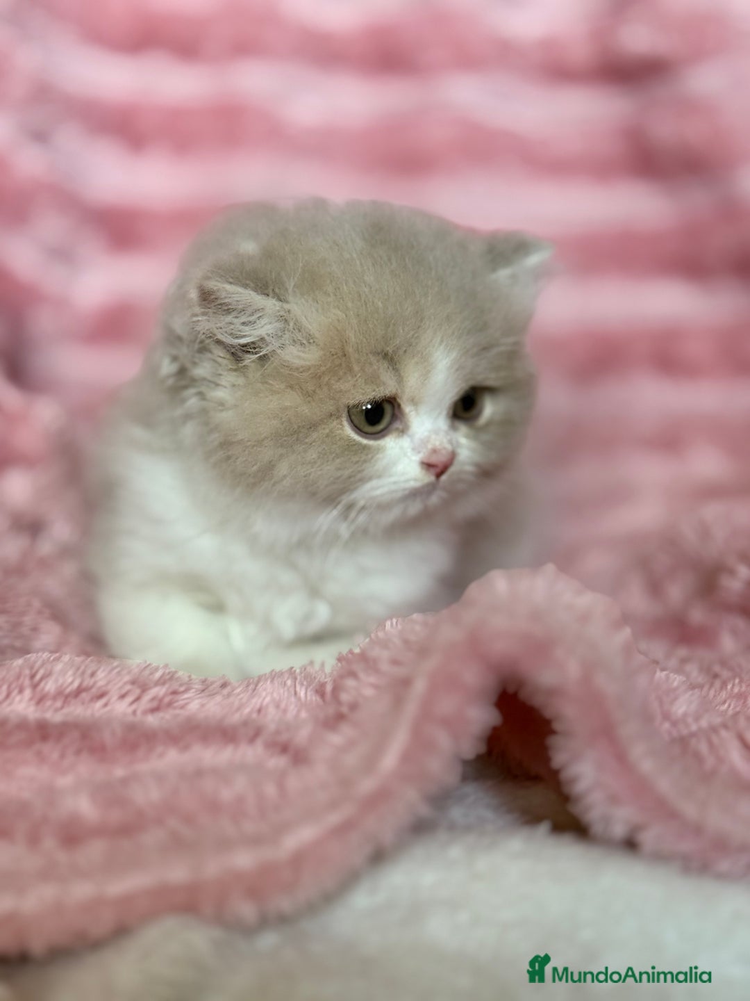Británico de Pelo Largo gatos en venta: Monísimo gatito British  - Imagen 8