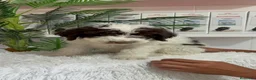 Perro de Agua Español perros en venta: PERRO DE AGUA - Anuncio 4