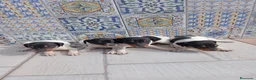 Ratonero Bodeguero Andaluz perros en venta: Bodegueros Jerezanos Alta Calidad Máxima  - Anuncio 7